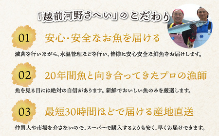 【先行予約】【朝獲り】漁師厳選 鮮魚セット (中) 4種類以上 約3kg【2026年4月以降発送開始】 [D-018001]  食卓 産地直送