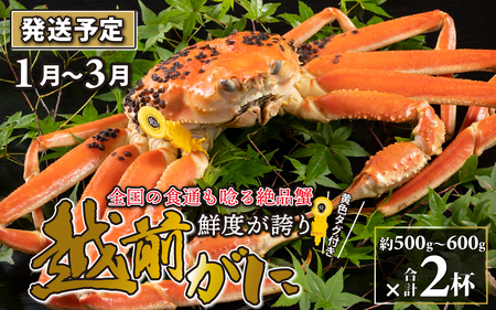 【先行予約】越前がに（約500g～600g） 2杯【1月～3月発送】 日本海 直送