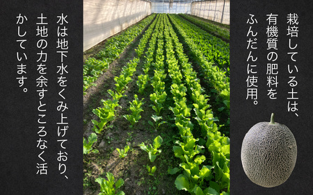 【先行予約】ペルルメロン 青肉 26年6月下旬順次発送 完熟 旬 メロン