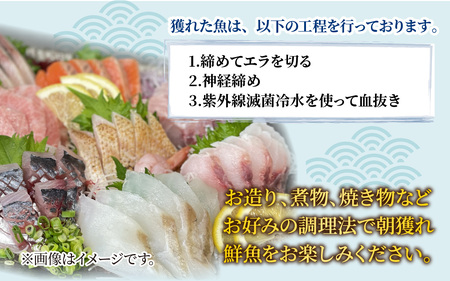 【定期便　隔月３回】【朝獲り】漁師厳選 鮮魚セット (中) 4種類以上 約3kg  |  急速冷凍 詰め合わせ