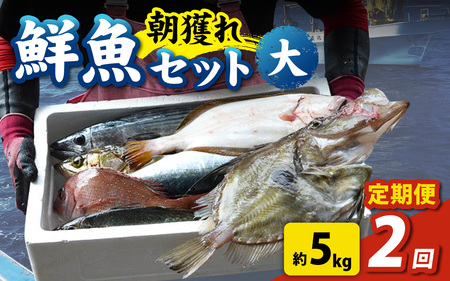 【先行予約】【2回お届け】【朝獲り】 鮮魚セット (大) 5種類以上 約5kg【お届け対象月:4月6月8月10月2月】【2026年4月以降発送開始】魚 詰め合わせ 鮮魚ボックス 漁港直送 鮮魚 9,000円