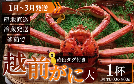 【先行予約】越前がに 大 (約700g～900g)×1杯【1月～3月発送】 日本海 直送