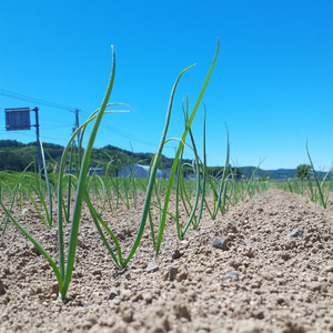 【予約：2025年11月から順次発送】玉葱 5kg Lサイズ以上 玉ねぎ塩こしょう 1本付き ( タマネギ 玉葱 野菜 調味料 塩コショウ )【148-0011-2025】