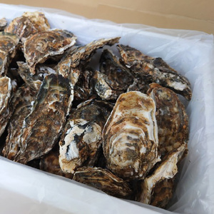 【予約:2025年10月下旬から順次発送】サロマ湖産 殻付き2年牡蠣 3kg サイズ不揃い ※牡蠣ナイフ付 ( カキ かき 3キロ 魚介 海鮮 貝 ふるさと納税 BBQ バーベキュー )【113-0015-2025】