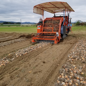 【予約：2025年11月から順次発送】玉葱 5kg Lサイズ以上 まいにちたまねぎ〔和洋中〕3本セット付き ( 玉ねぎ たまねぎ 調味料 セット ふるさと納税 北見市 )【148-0017】