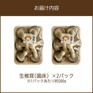 北海道産 生しいたけ(菌床) 2パック ( きのこ キノコ 椎茸 シイタケ )【038-0006】