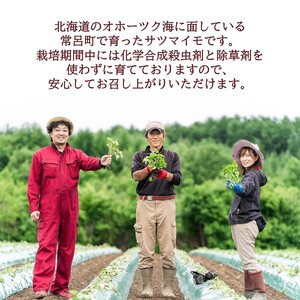 【予約:2025年11月中旬から順次発送】北海道北見市常呂町産 サツマイモ オホーツクシルク 5kg ( さつまいも さつま芋 焼き芋 大学芋 )【111-0001】