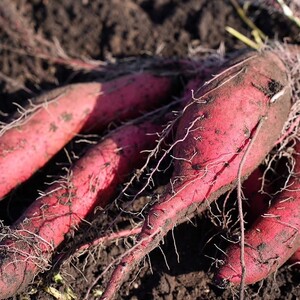 【予約:2025年11月中旬から順次発送】北海道北見市常呂町産 サツマイモ オホーツクシルク 5kg ( さつまいも さつま芋 焼き芋 大学芋 )【111-0001】