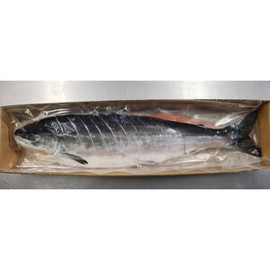 北海道産 汐ときしらず鮭 約1.4kg 切り身姿造り ( 鮭 ときしらず トキシラズ 時鮭 時不知鮭 焼き鮭 ギフト 贈り物 )【017-0022】