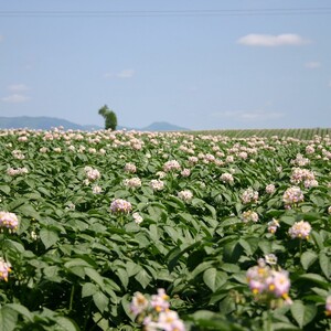【予約：2025年10月中旬から順次発送】煮くずれしにくく、カレーや肉じゃがにピッタリ！JAきたみらいから直送する新鮮じゃがいも「黄爵」10kg ( 野菜 期間限定 芋 北海道 )【104-0002-2025】