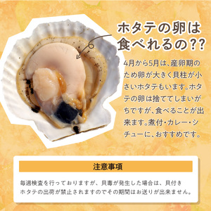 とれたて新鮮!オホーツク海産 活ホタテ貝 4kg 15~35枚 ( 魚介 海鮮 貝 帆立 ほたて ホタテ 4キロ カレー シチュー 肉厚 )【114-0048】