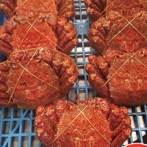 オホーツク海産 浜茹で毛ガニ 約550g×1杯 ( 海鮮 かに カニ 蟹 毛ガニ ボイル 贈答 ギフト )【113-0012】