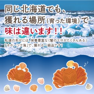 14営業日以内に発送》オホーツク海産 浜茹で毛がに 450g×1パイ ( かに