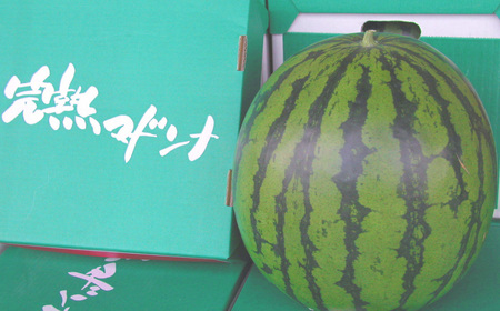 マドンナスイカ 1玉 （2～3Lサイズ） 【2026年7月上旬～2026年7月下旬発送予定】 果物 フルーツ すいか スイカ 西瓜 季節のフルーツ 旬のフルーツ 旬 甘い 北海道 浦臼町