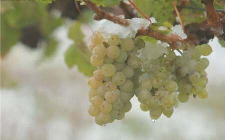 鶴沼収穫ワイン【ピノ・グリOrange】 750ml×1本 アルコール 11.5％-12.5％ お酒 酒 ワイン オレンジワイン 北海道 浦臼町