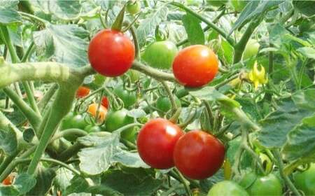 ミニトマト 約3kg 野菜 トマト キャロルセブン とまと 高糖度 浦臼産 北海道産 国産 3kg 北海道 浦臼町 【2026年7月下旬～9月上旬発送予定】