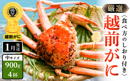 【蟹本場 】 越前町からお届け！越前カニ浜茹で中（生で900g以上）4杯【1月発送】 [e14-x017_01] 