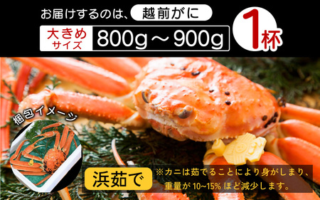 ≪浜茹で≫越前ずわい蟹 大きめサイズ× 1杯（800～900g）地元で喜ばれるゆで加減・塩加減で越前の港から直送！【12月発送分】【雄 ズワイガニ ずわいがに 姿 ボイル 冷蔵 福井県】希望日指定可 備考欄に希望日をご記入ください [e23-x008_12]