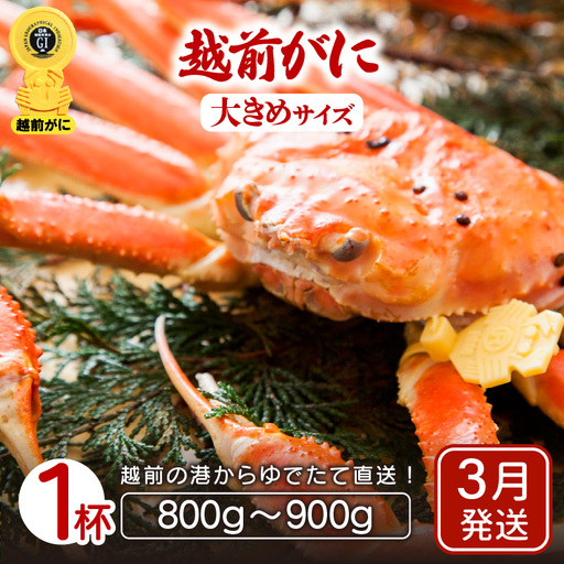 【ずわい蟹本場 】 越前町から！越前カニ浜茹で大きめ 1杯（800～900g）【3月発送】 [e23-x008_03]