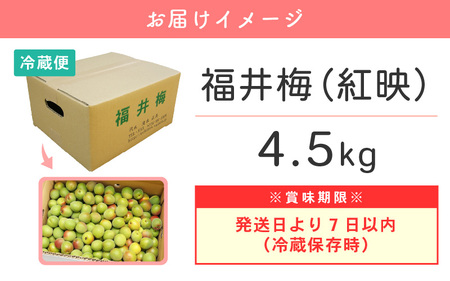 先行予約】福井梅 4.5kg 梅干しはもちろん、梅酒・梅シロップにも