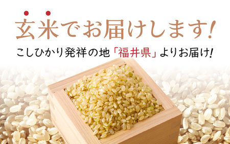 【新米】お試し 幻のもち米 タンチョウ もち米 1kg（玄米） 令和6年産【お米 米 こめ コメ kome 福井県産 モチ たんちょう おこわ 餅 おもち 4000円 常温 年末 赤飯 餅つき 】 [e35-a016]