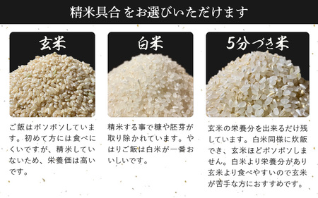 【新米・先行予約】旨いご飯！お米 ハナエチゼン 5kg 「白米」 令和6年 福井県産【米 はなえちぜん 華越前 人気品種 ブランド米 5キロ 精米 白米 玄米  5ぶづき米 おにぎり うまい ぶつき米 】【2024年9月中旬より順次発送】 [e71-a002_01]