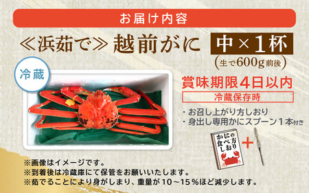 越前がに本場の越前町からお届け！ 越前がに 浜茹で 中サイズ（生で600g前後） × 1杯 【1月発送分】 かにの食べ方しおり かにスプーン付き【かに カニ 蟹】【福井県 越前町 雄 ズワイガニ ボイル 冷蔵 越前ガニ 越前かに 越前カニ ずわいがに ずわい蟹 かに カニ 蟹】希望日指定可 備考欄に希望日をご記入ください [e15-x008_01]