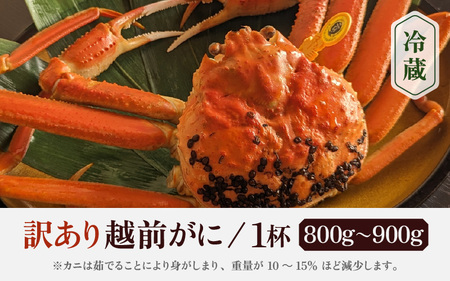 【訳あり】蟹本場 越前町から！ 越前カニ 浜茹で 1杯 (生で850g前後)  [e65-x002_03] 【3月発送】