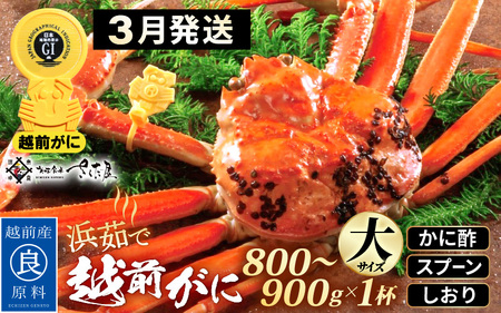 越前がに本場の越前町からお届け！浜茹で 越前がに 大サイズ（生で800～900g） × 1杯 かに酢 食べ方しおり スプーン付き【かに カニ 蟹 雄 ズワイガニ ずわいがに 姿 ボイル 福井県 冷蔵】【3月発送分】希望日指定可 備考欄に希望日をご記入ください [e04-x030_03]