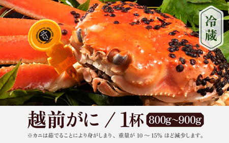 【蟹本場 】 越前町からお届け！越前カニ浜茹で 1杯 (生で850g前後) [e65-x004_02] 【2月発送】