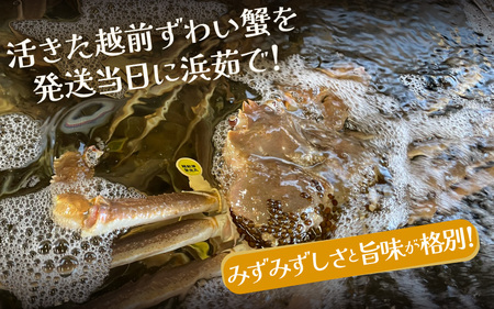 【訳あり】蟹本場 越前町から！越前カニ 浜茹で  中サイズ（生で約700～900g） 1杯 [e72-x003_02]【2月発送】