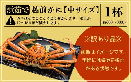 【訳あり】越前がに本場の越前町からお届け！≪浜茹で≫越前がに 中サイズ（生で約600～800g） × 1杯【2月発送分】【雄 ズワイガニ 越前ガニ 姿 ボイル 冷蔵 かに カニ 蟹 福井県】希望日指定可 備考欄に希望日をご記入ください [e49-x008_02]