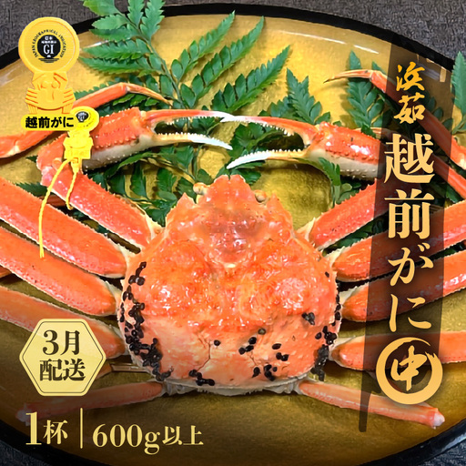 【3月発送】越前がに本場の越前町からお届け！浜茹で越前かに中サイズ（生で600g以上） × 1杯  [e68-x004_03] カニ かに 越前がに 越前ズワイガニ 越前かに 越前カニ 姿