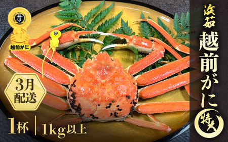 【3月発送】越前がに本場の越前町からお届け！浜茹で越前かに特大サイズ（生で1kg以上） × 1杯  [e68-x002_03] カニ かに 越前がに 越前ズワイガニ 越前かに 越前カニ 姿