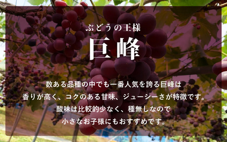 【2026年8月下旬発送】 巨峰  種なし ぶどう 1.0kg以上（2～3房）  [e36-a008]