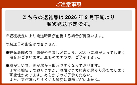 【2026年8月下旬発送】 巨峰  種なし ぶどう 1.0kg以上（2～3房）  [e36-a008]