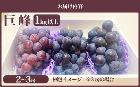 【2026年8月下旬発送】 巨峰  種なし ぶどう 1.0kg以上（2～3房）  [e36-a008]