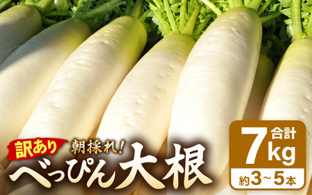 【訳あり】朝採り新鮮 べっぴん大根 7kg以上 産地直送【福井県産  冬野菜  野菜 だいこん  露地栽培 】 [e35-a043]