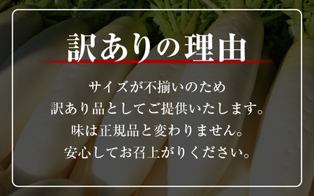 【訳あり】朝採り新鮮 べっぴん大根 7kg以上 産地直送【福井県産  冬野菜  野菜 だいこん  露地栽培 】 [e35-a043]
