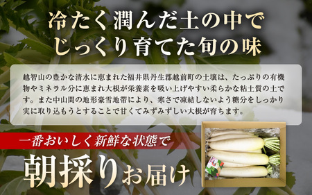 【訳あり】朝採り新鮮 べっぴん大根 7kg以上 産地直送【福井県産  冬野菜  野菜 だいこん  露地栽培 】 [e35-a043]