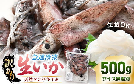 【急速冷凍】【訳あり】生いか 天然ケンサキイカ サイズ無選別 500g 定置網漁 皮むけ・サイズ不揃い【剣先いか 生イカ いか 白イカ いかめし いか焼き 姿焼き げそ 煮付け 海鮮 鮮魚 おつまみ】 [e15-a061]