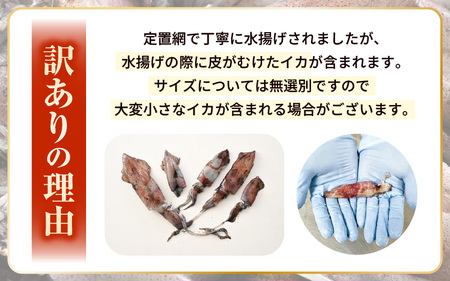 【ふるさと納税】【急速冷凍】【訳あり】生いか 天然ケンサキイカ サイズ無選別 1kg（500g × 2袋） [e15-a062]