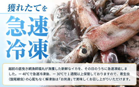 【ふるさと納税】【急速冷凍】【訳あり】生いか 天然ケンサキイカ サイズ無選別 1kg（500g × 2袋） [e15-a062]