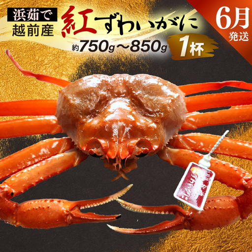 ≪浜茹で≫越前産 紅ずわいがに × 1杯（生で約750g～850g）【6月発送分】【紅ズワイガニ カニ かに 蟹】【紅ずわいがに】希望日指定不可 [e80-x002_06]