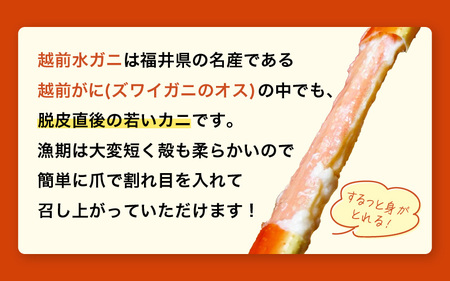 浜茹で越前カニ「水がに」 中サイズ  4肩 合計600g以上  越前町 [e72-x005] 