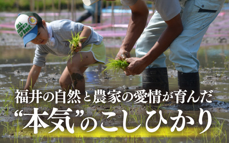 【令和7年産・新米】定期便 ≪3ヶ月連続お届け≫ 特別栽培米 こしひかり 5kg × 3回（合計15kg） [e26-d001_01]