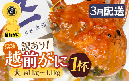 【訳あり】蟹本場 越前町から！越前カニ 浜茹で 大サイズ（生で約1.0kg～1.1kg） 1杯 [e72-x004_03]【3月発送】