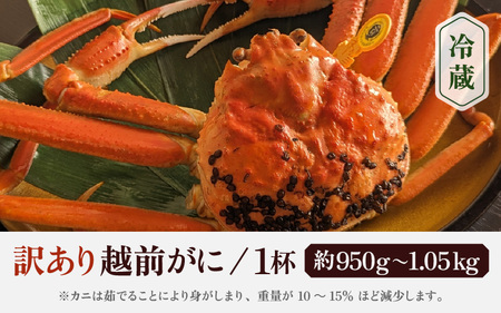 【訳あり】蟹本場 越前町から！ 越前カニ 浜茹で 特大 1杯  [e65-x006_12] 
