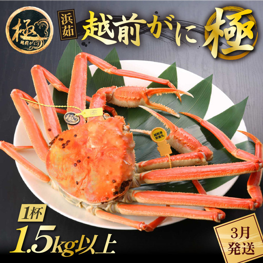 【蟹本場 】 越前町から！ 越前がに浜茹で 極（生で1.5kg以上）1杯【3月発送】 [e43-x013_03]