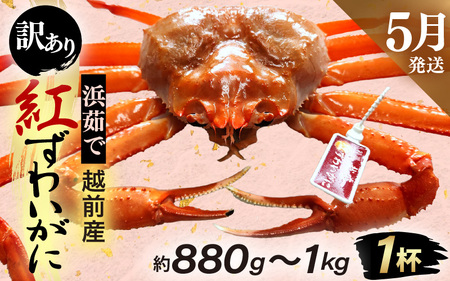 【訳あり】≪浜茹で≫越前産 紅ずわいがに × 1杯（生で約880g～1kg）【紅ズワイガニ カニ かに 蟹】【紅ずわいがに】【5月発送分】 [e80-x001_05]